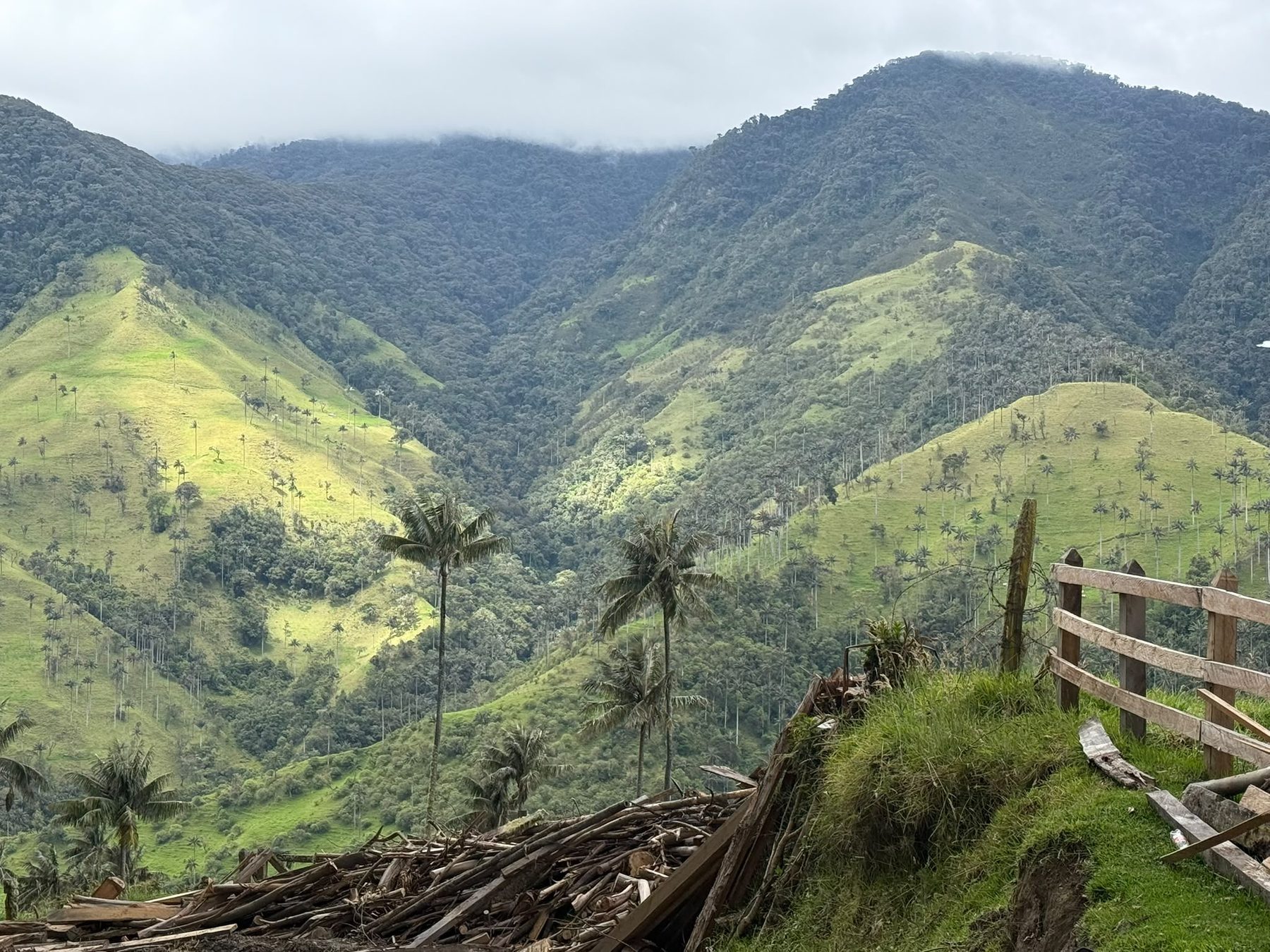 Wax palms in the Colombian Andes